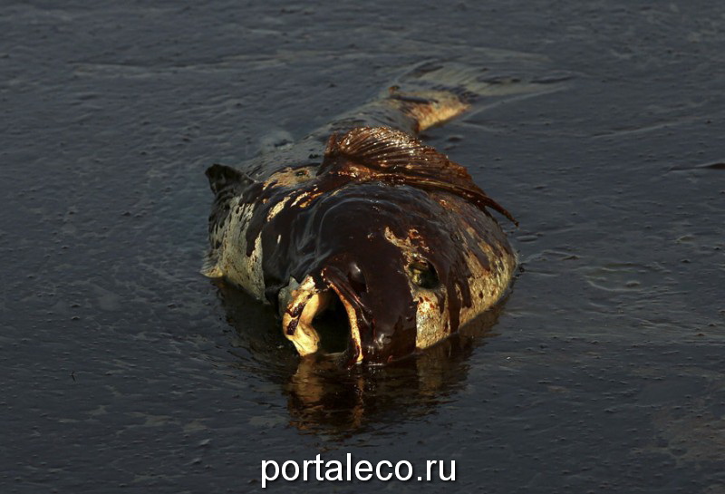 Покрытая нефтью мертвая рыба